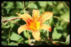 Hemerocallis fulva