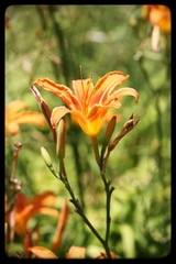 Hemerocallis fulva