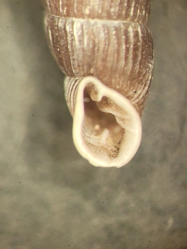 Clausilia pumila observed 2024-10-10