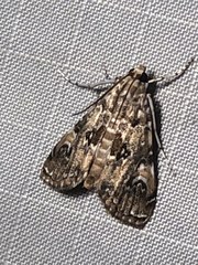 Elophila gyralis
