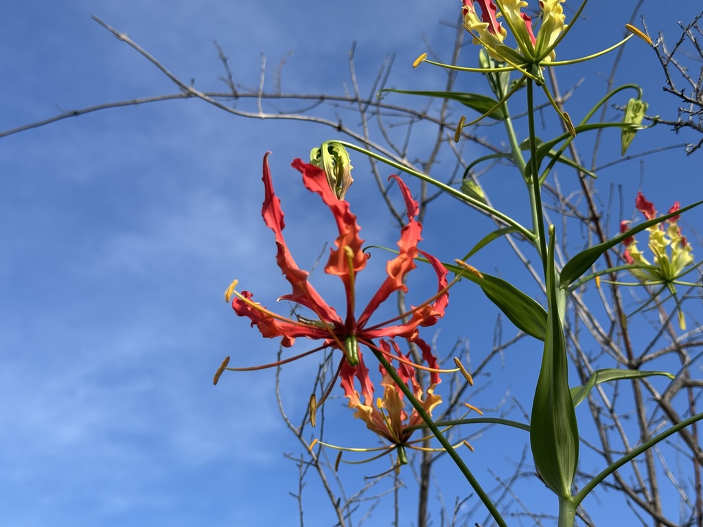 Gloriosa superba, Konarajupalli Muthukur Road, YSR, AP, IN