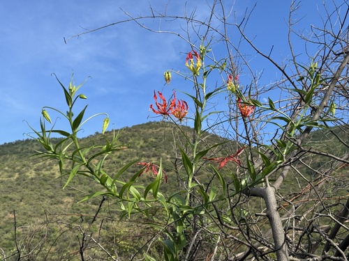 Gloriosa superba