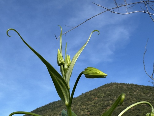 Gloriosa superba
