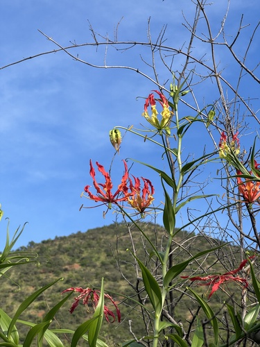 Gloriosa superba