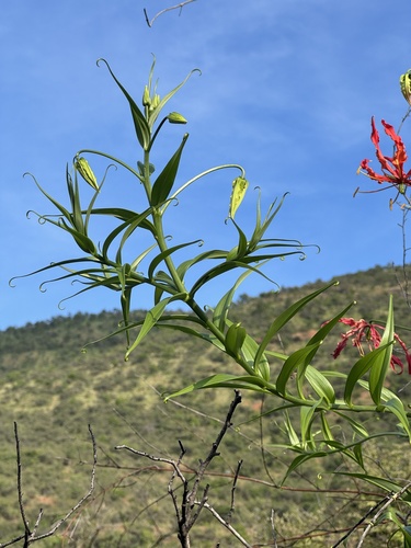 Gloriosa superba