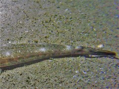 Platycephalus westraliae