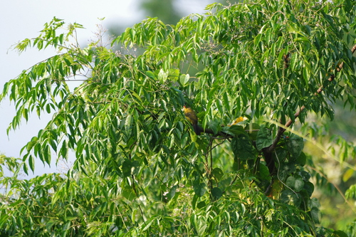 Ruby-throated Bulbul (Rubigula dispar), photo 4