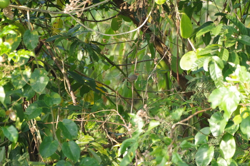 Olive-backed Tailorbird (Orthotomus sepium), photo 10