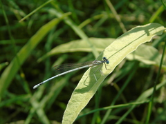 Platycnemis pennipes