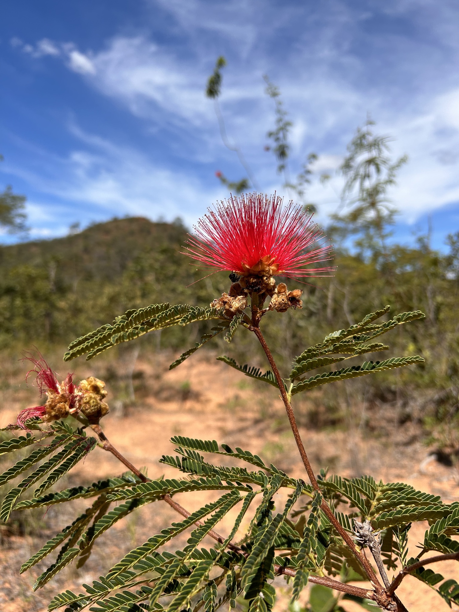 Calliandra dysantha