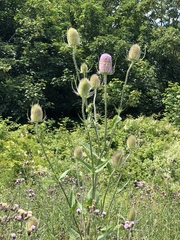 Dipsacus fullonum