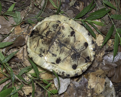 Cuora amboinensis kamaroma