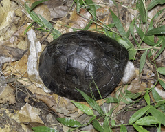 Cuora amboinensis kamaroma