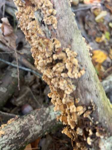 crowded parchment