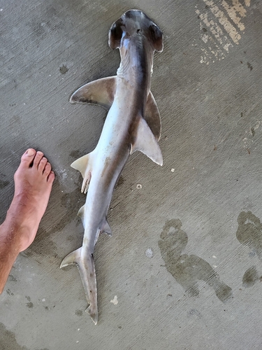Bonnethead photographed in South Carolina