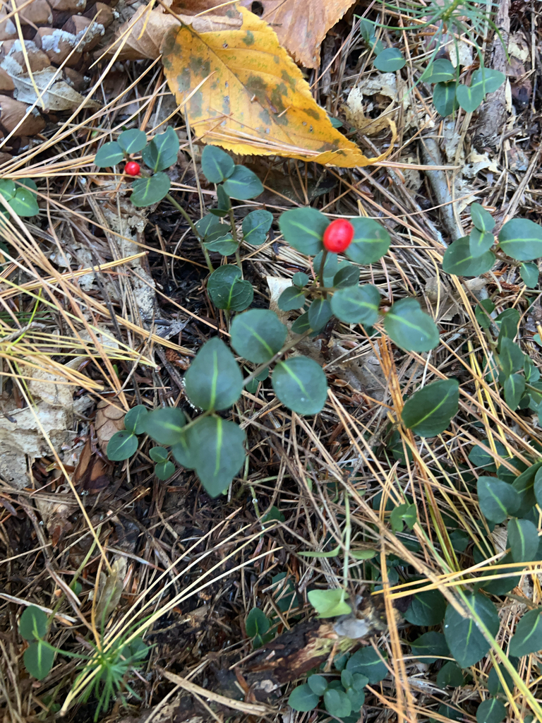 partridgeberry