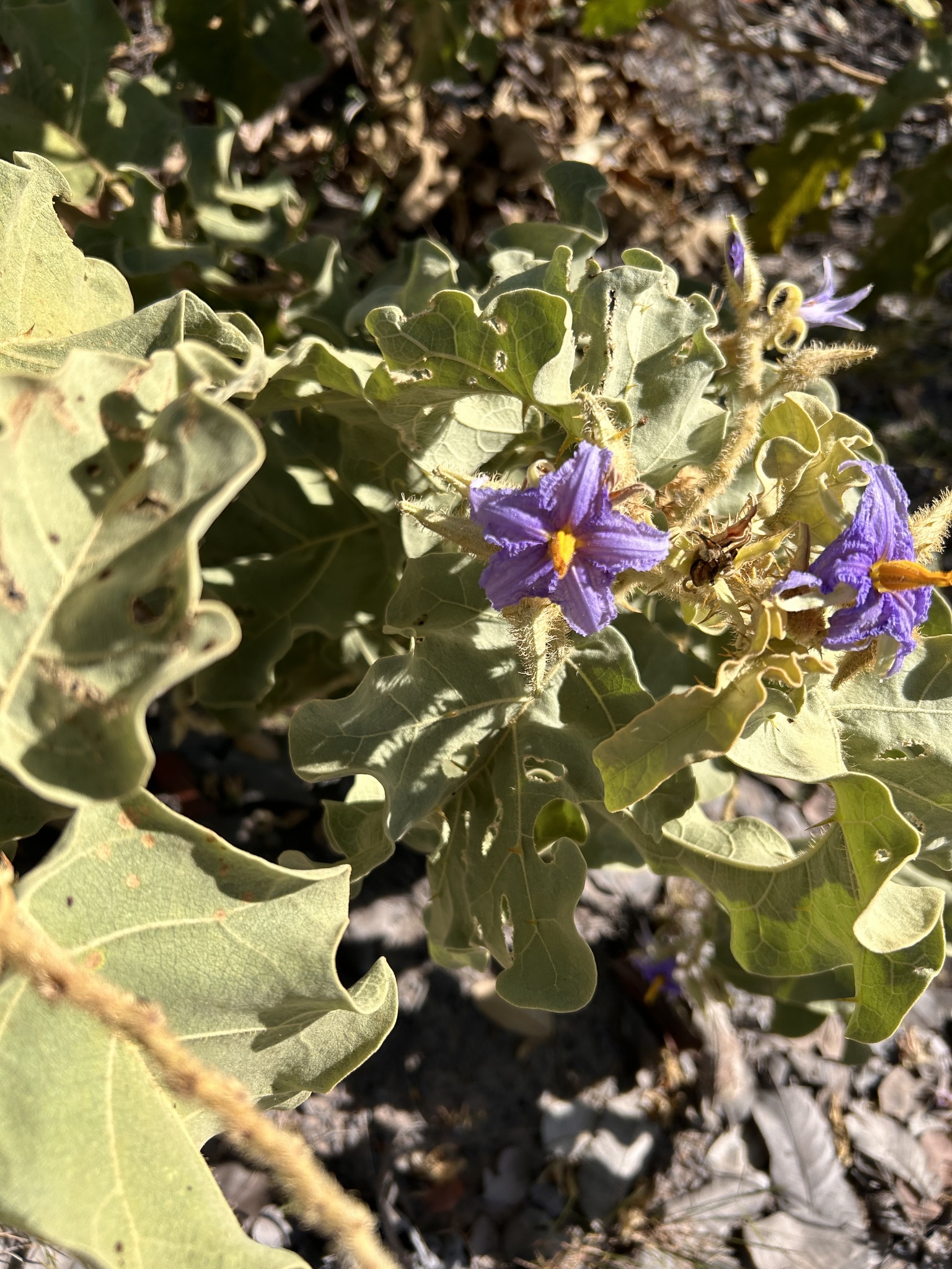 Solanum falciforme