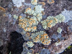 Rhizoplaca chrysoleuca