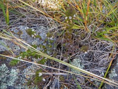 Euphrasia hudsoniana