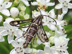 Pyropteron triannuliformis