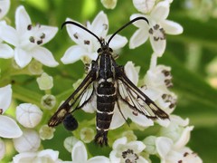 Pyropteron triannuliformis