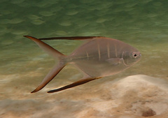 Trachinotus goodei