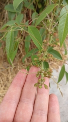 Magnoliopsida