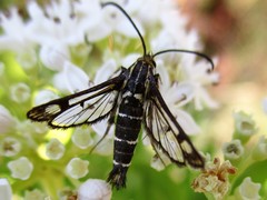 Pyropteron triannuliformis