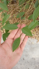 Magnoliopsida