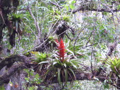 Tillandsia imperialis