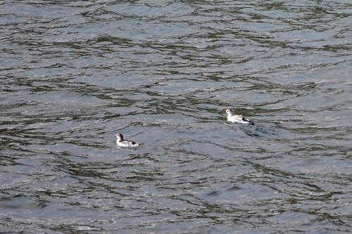 Black Guillemot