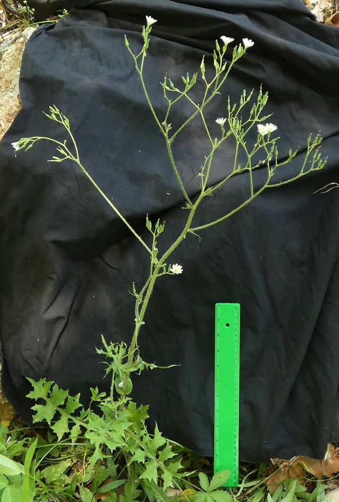 Lactuca hispida