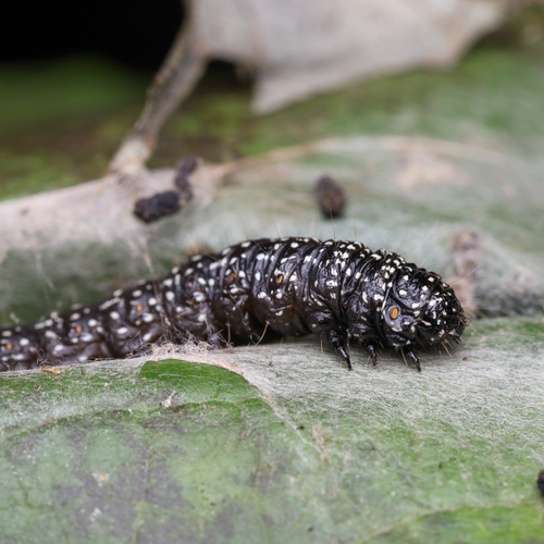 Moonseed Webworm photo 4