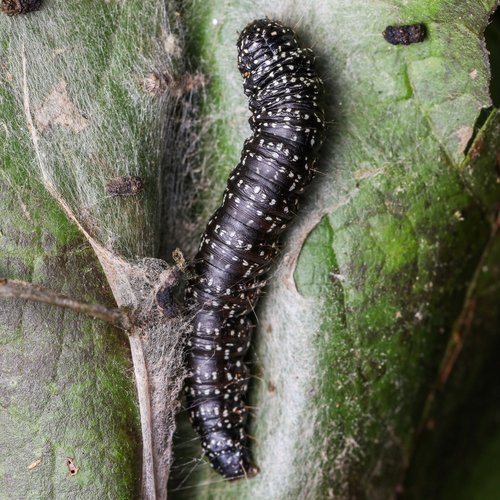 Moonseed Webworm photo 2