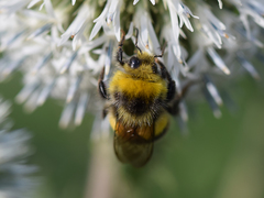 Bombus lucorum