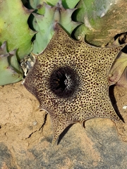 Huernia barbata