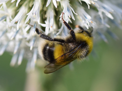 Bombus lucorum