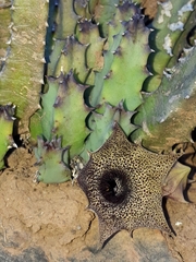 Huernia barbata