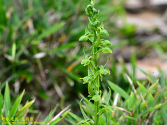 Platanthera mandarinorum pachyglossa