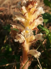 Orobanche picridis