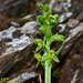 Ballerina Orchid - Photo (c) Kinmatsu Lin, some rights reserved (CC BY-NC), uploaded by Kinmatsu Lin