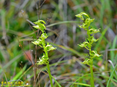 Platanthera mandarinorum pachyglossa