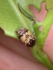 Cryptocephalus irroratus