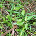 Broad-leaved Stinkweed - Photo (c) Ralph Foster, some rights reserved (CC BY-NC), uploaded by Ralph Foster