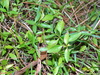 Broad-leaved Stinkweed - Photo (c) Ralph Foster, some rights reserved (CC BY-NC), uploaded by Ralph Foster