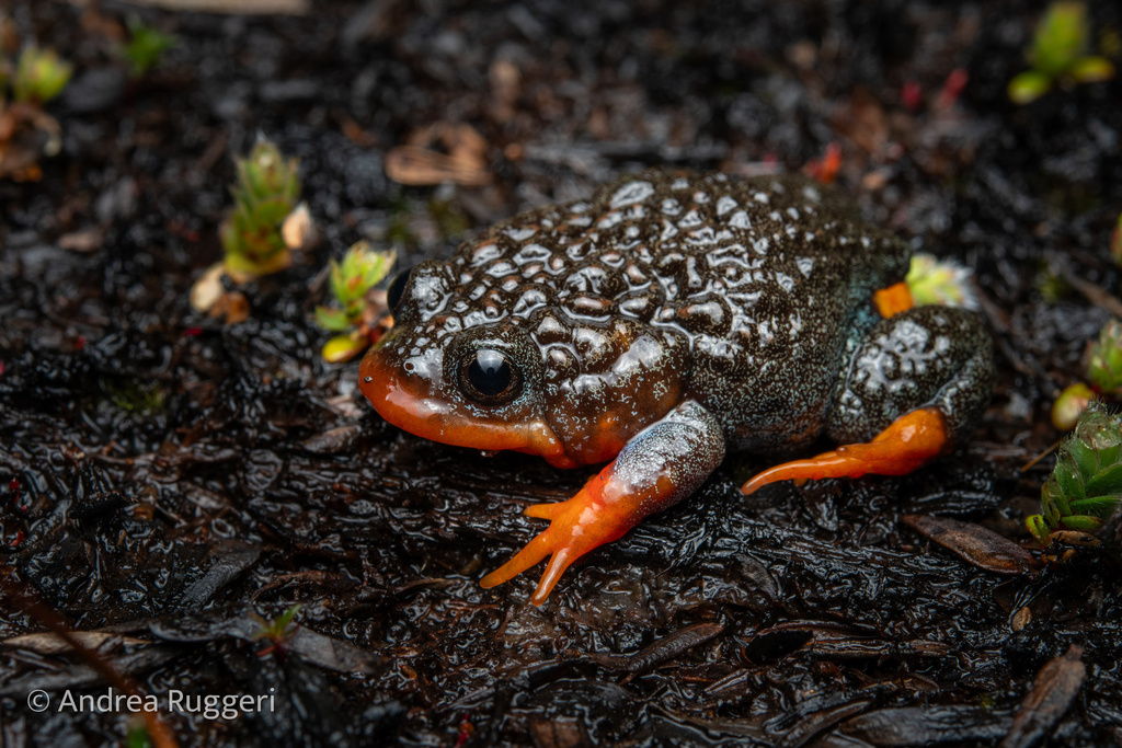 Sunset Frog