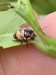 Cryptocephalus irroratus