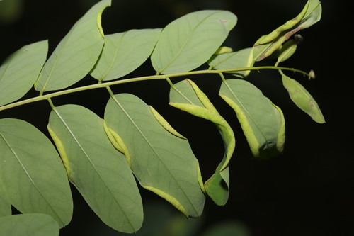 locust gall midge, photo 3 of 9
