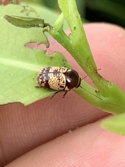 Cryptocephalus irroratus