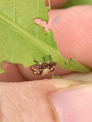 Cryptocephalus irroratus